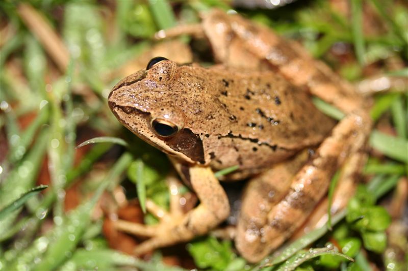 Rane da determinare - Rana dalmatina, Rana italica